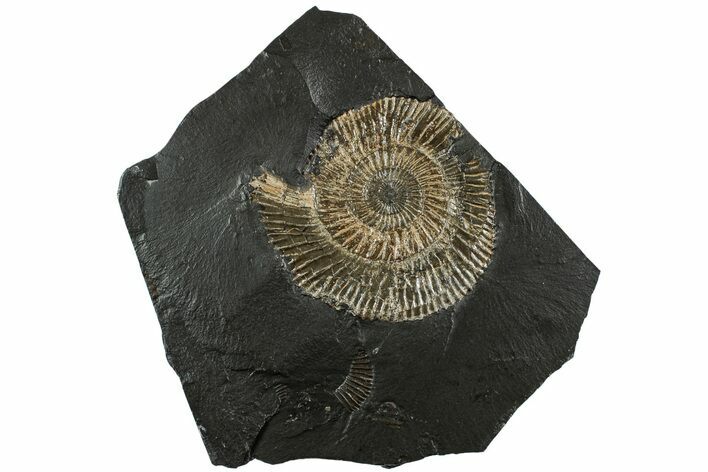 Dactylioceras Ammonite - Posidonia Shale, Germany #228033